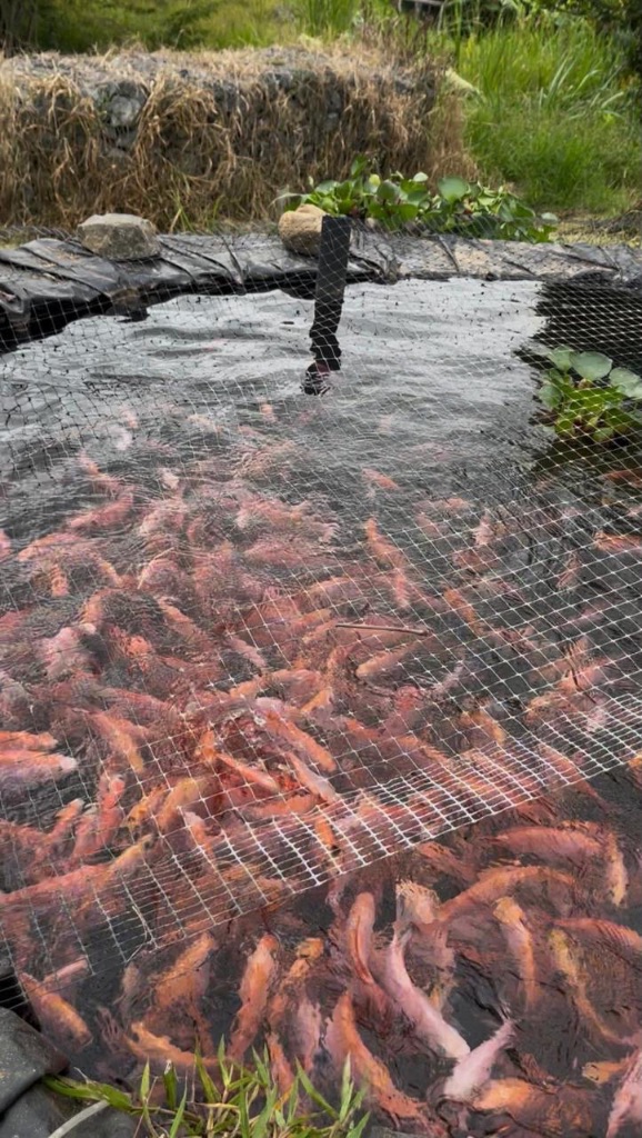 Tilapias reales nadando en uno de los lagos de Aqua Vida